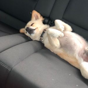 Meet your Posher, Alma